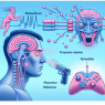 Effet du tamoxifène sur la réaction psychomotrice