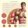 Synthol et effet sur les fibres musculaires