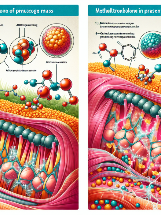 Rôle de la méthyltrenbolone dans la préservation de la masse musculaire